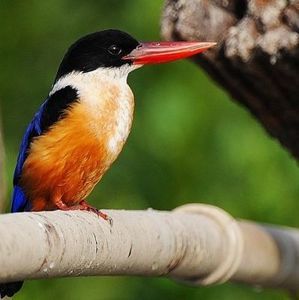 Meet your Posher, Samuel